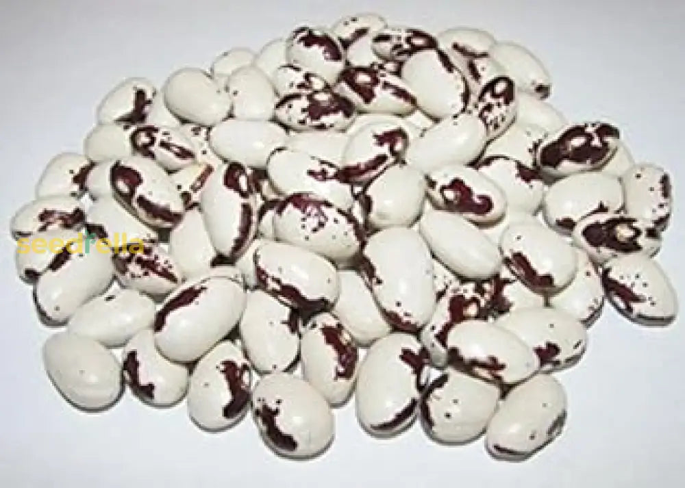 Black And White Bean Seeds For Vegetable Planting Seeds