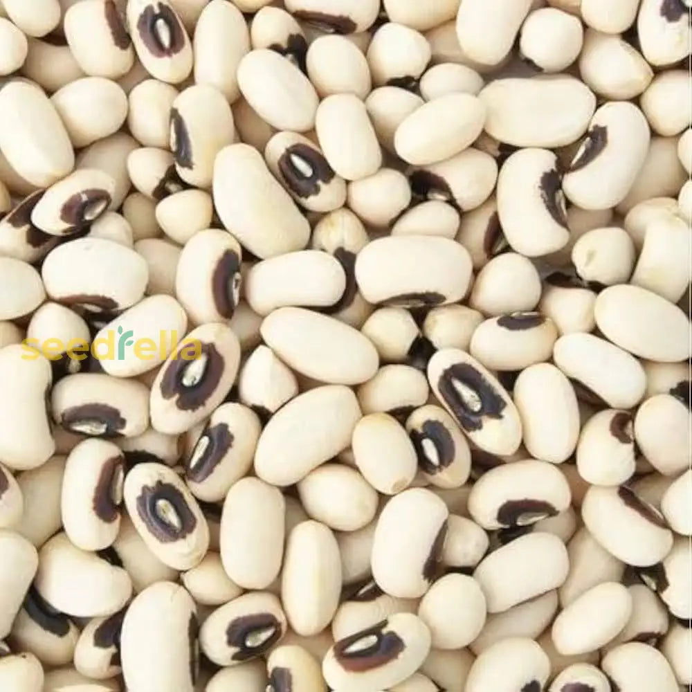 Black And White Bean Seeds For Vegetable Planting Seeds