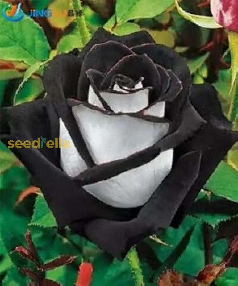 Black And White Rose Seeds For Easy Planting Flower