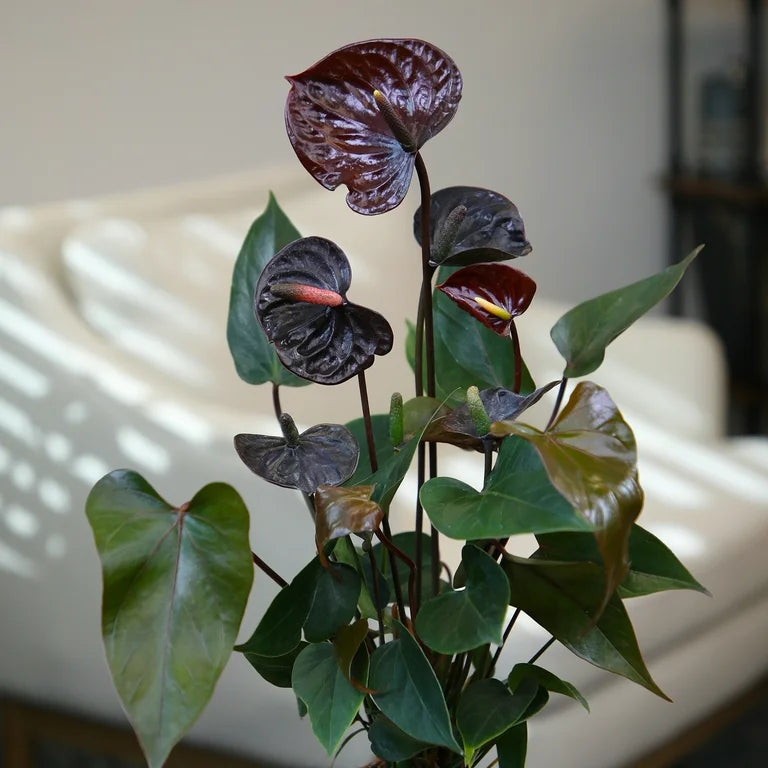 Glossy Black Anthurium Leaves in Pot