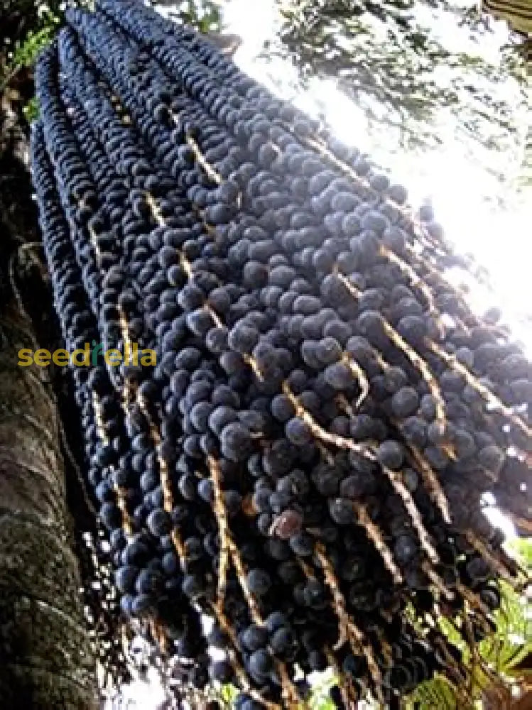 Black Arenga Pinnata Seeds For Planting | Grow Exotic Trees Fruit