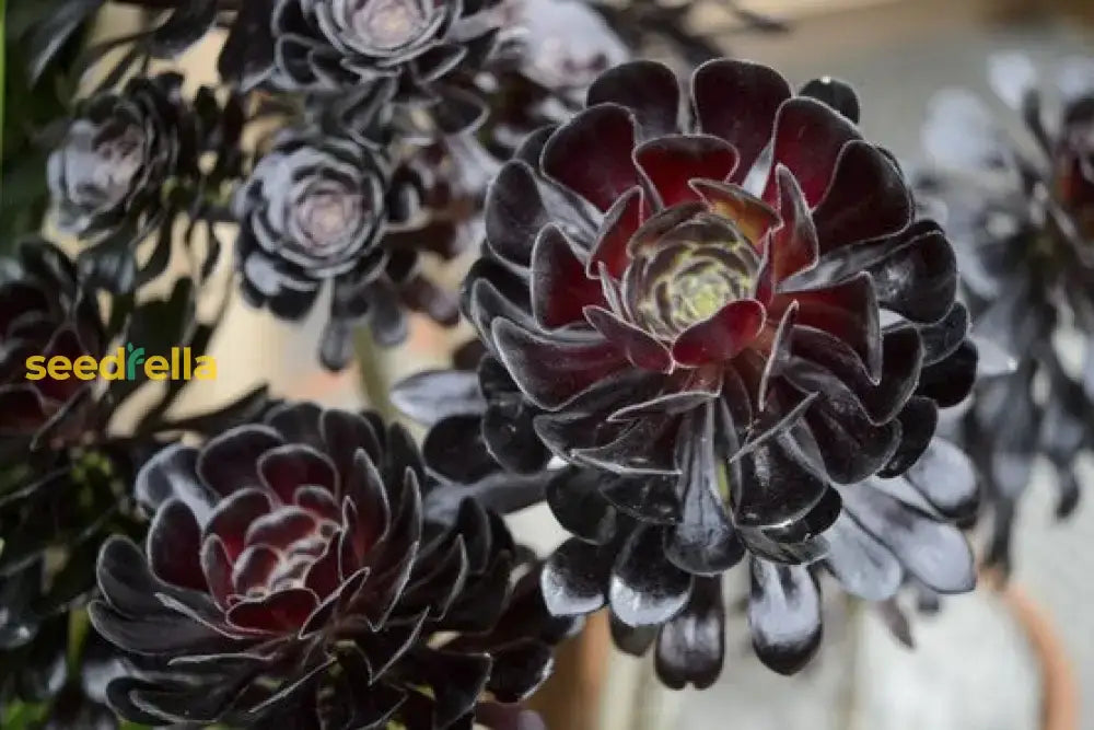 Black Atropurpureum Flower Seeds For Planting