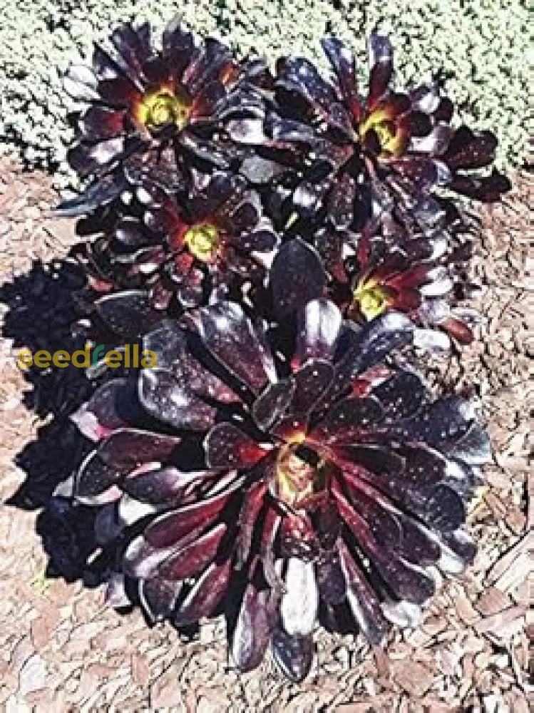 Black Atropurpureum Flower Seeds For Planting