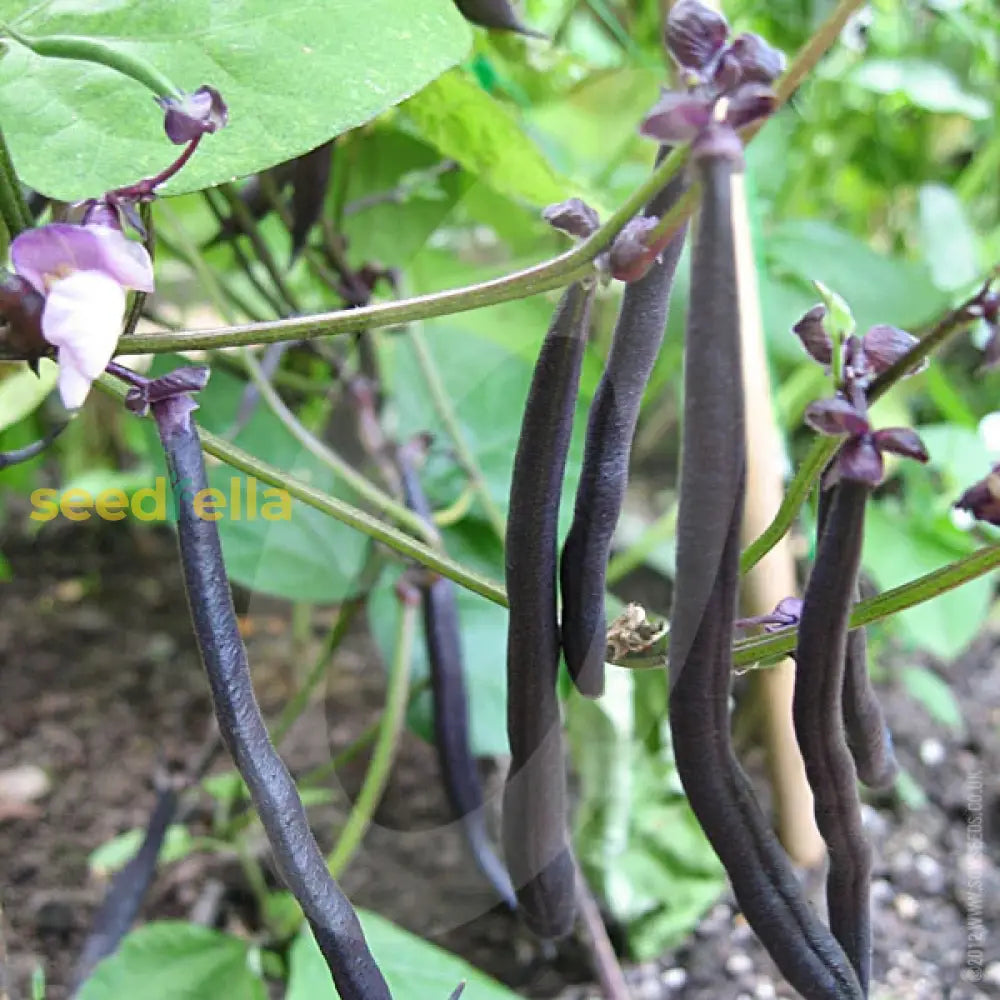 Black Bean Planting Seeds For Vegetable Gardens Seeds