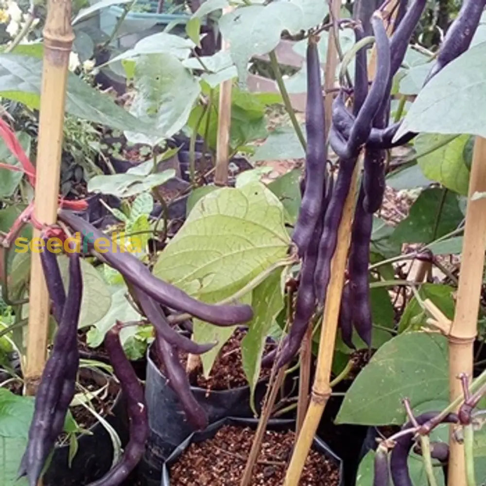 Black Bean Planting Seeds For Vegetable Gardens Seeds