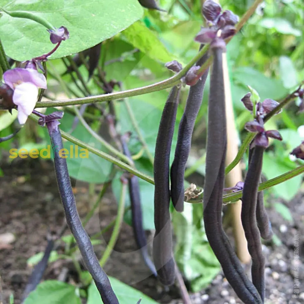 Black Bean seeds for planting