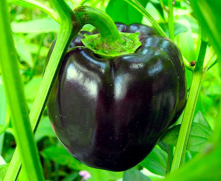 Black bell pepper seeds producing plants in garden