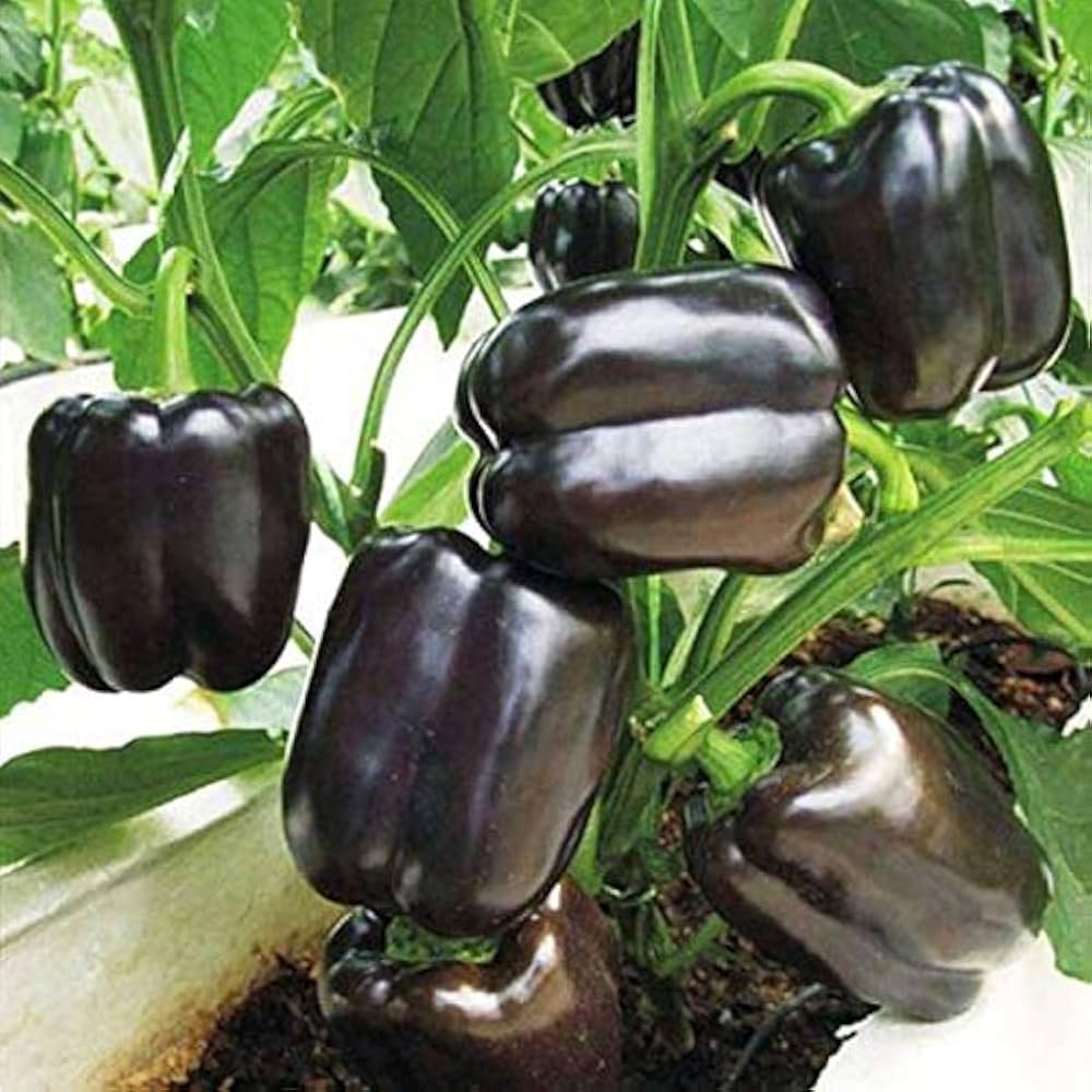 Black bell pepper plants grown from seeds