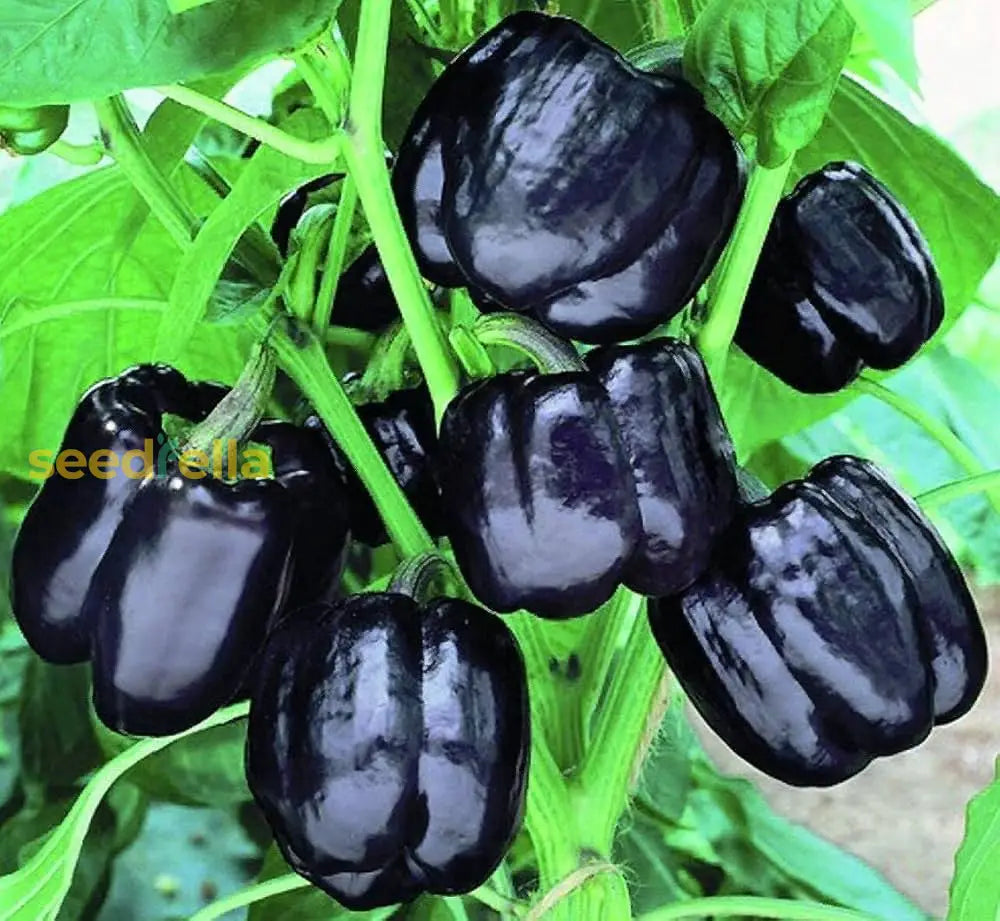 Black Bell Pepper Vegetable Seeds For Planting