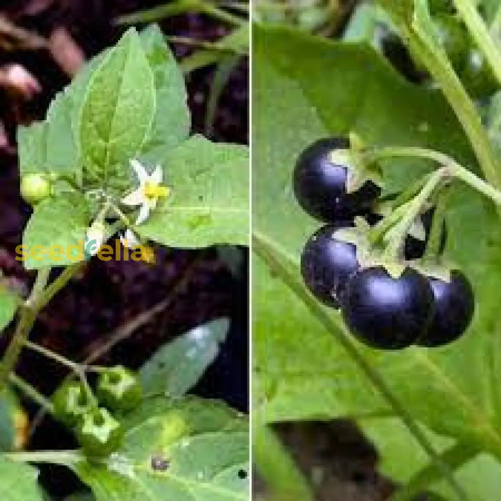 Black Belladonna Seeds For Planting  Unique And Mysterious Garden Addition Fruit