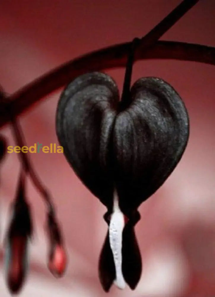 Seeds - 25 Black Bleeding Heart Flowers Perennial Shade Flower Seed Flowering Best Selling