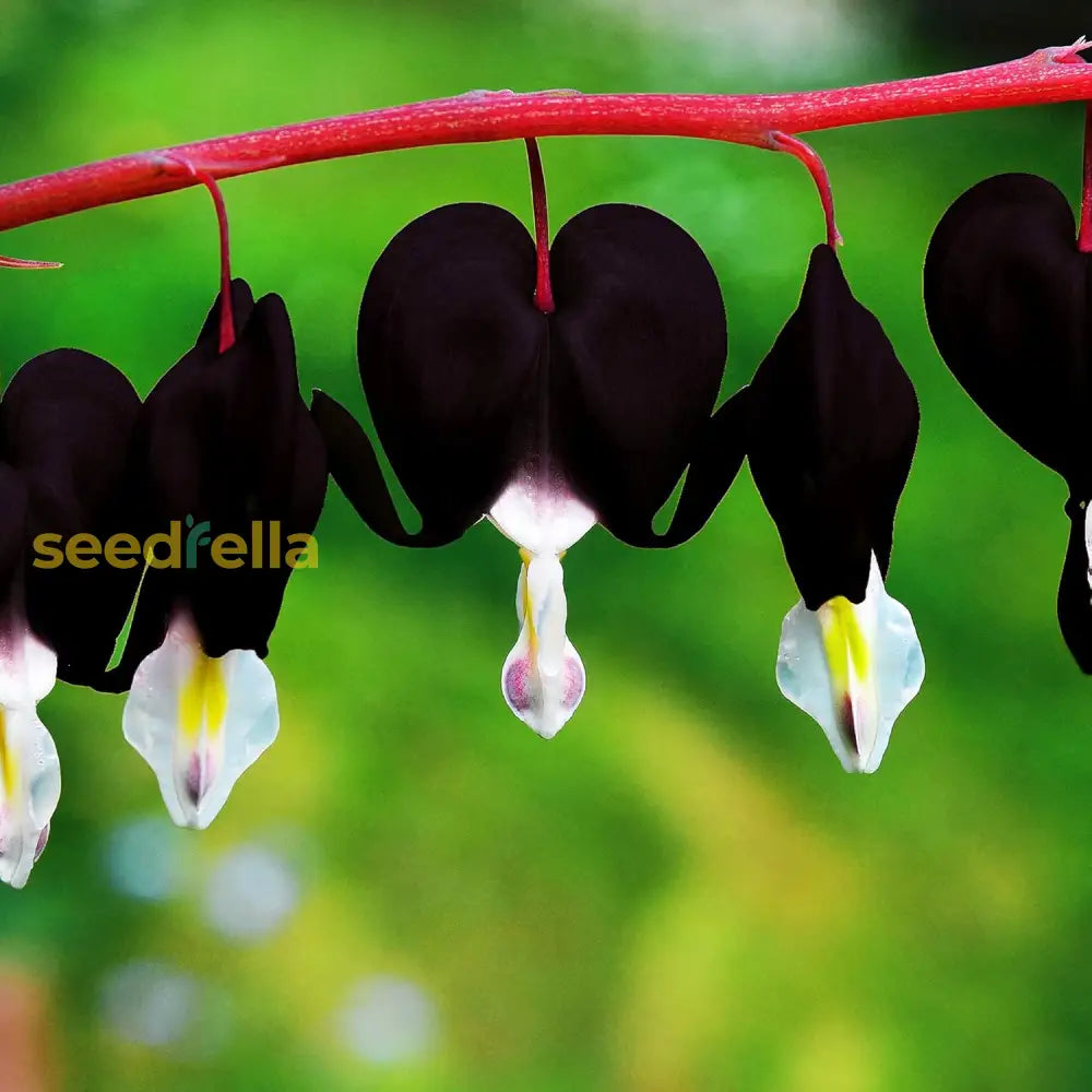 Black Bleeding Heart Seeds Perennial Cut Flowers Showy Deer & Rabbit Resistant Attract Butterflies