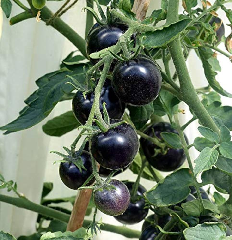 Planting guide for black and blue tomato seeds