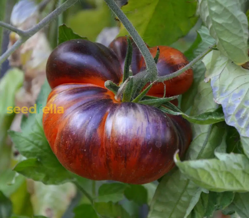 Black & Blue Tomato Seeds For Vegetable Planting Seeds