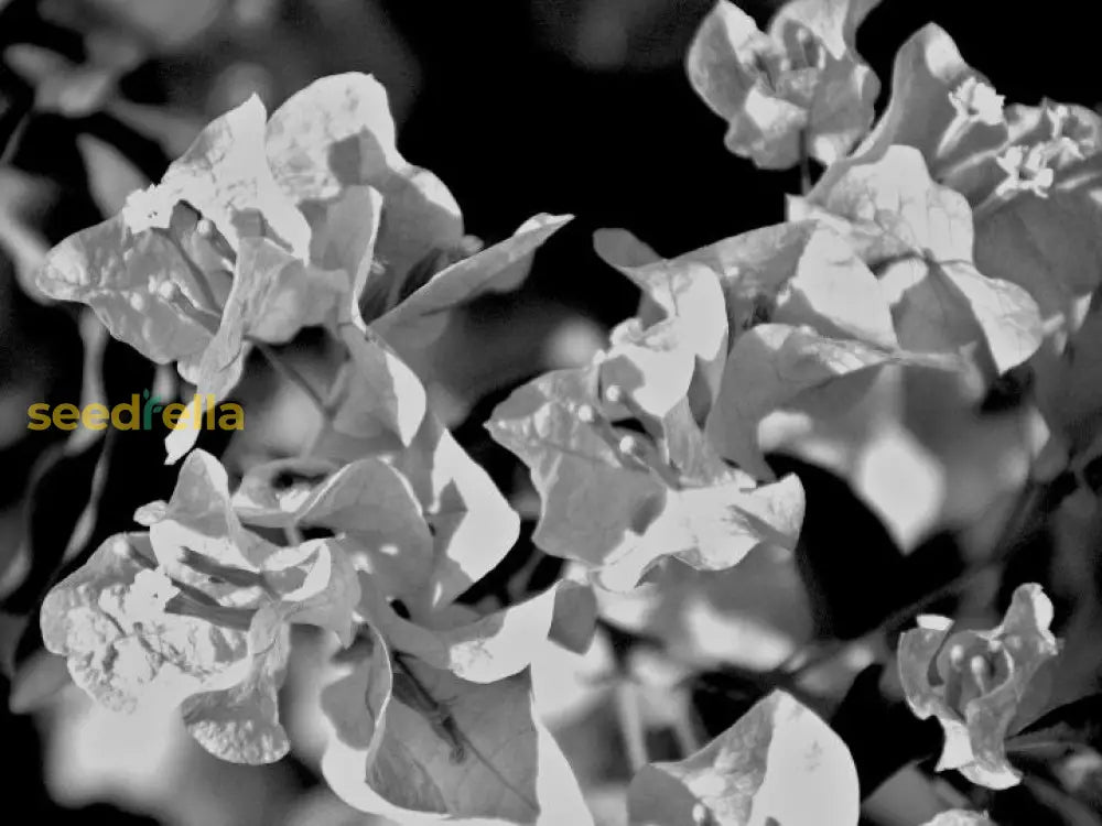 Black Bougainvillea Seeds For Planting Flower