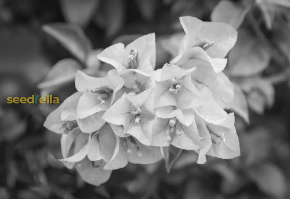 Black Bougainvillea Seeds For Planting Flower