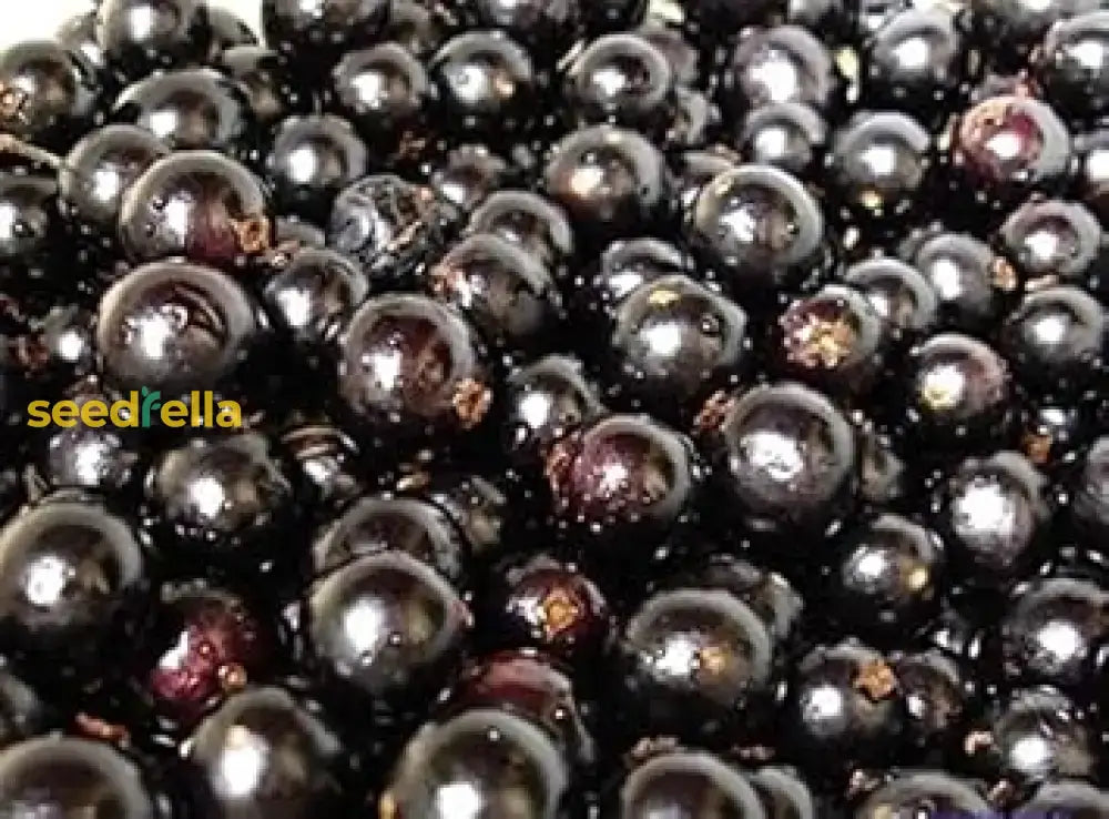 Black Brazilian Grape Fruit Seeds For Planting