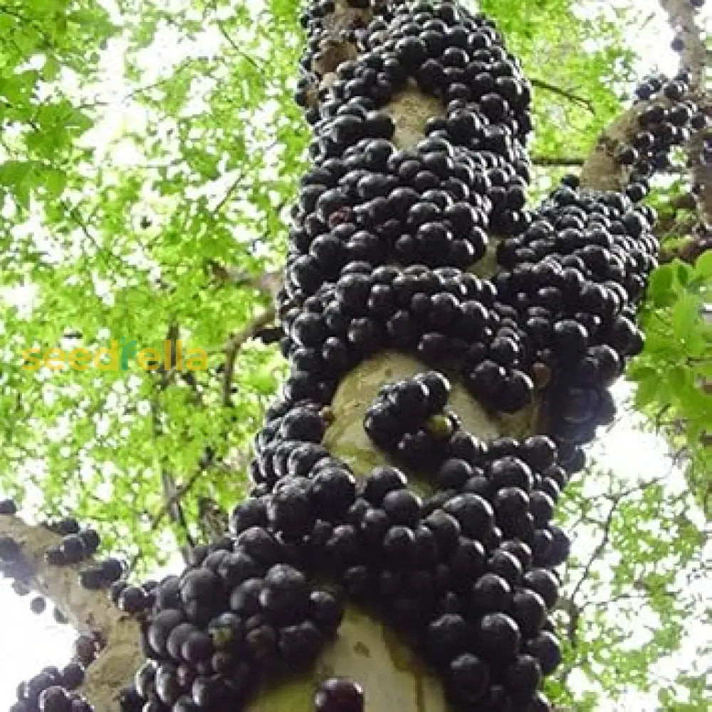 Black Brazilian Grape Seeds for Planting Non-GMO Jabuticaba Seeds