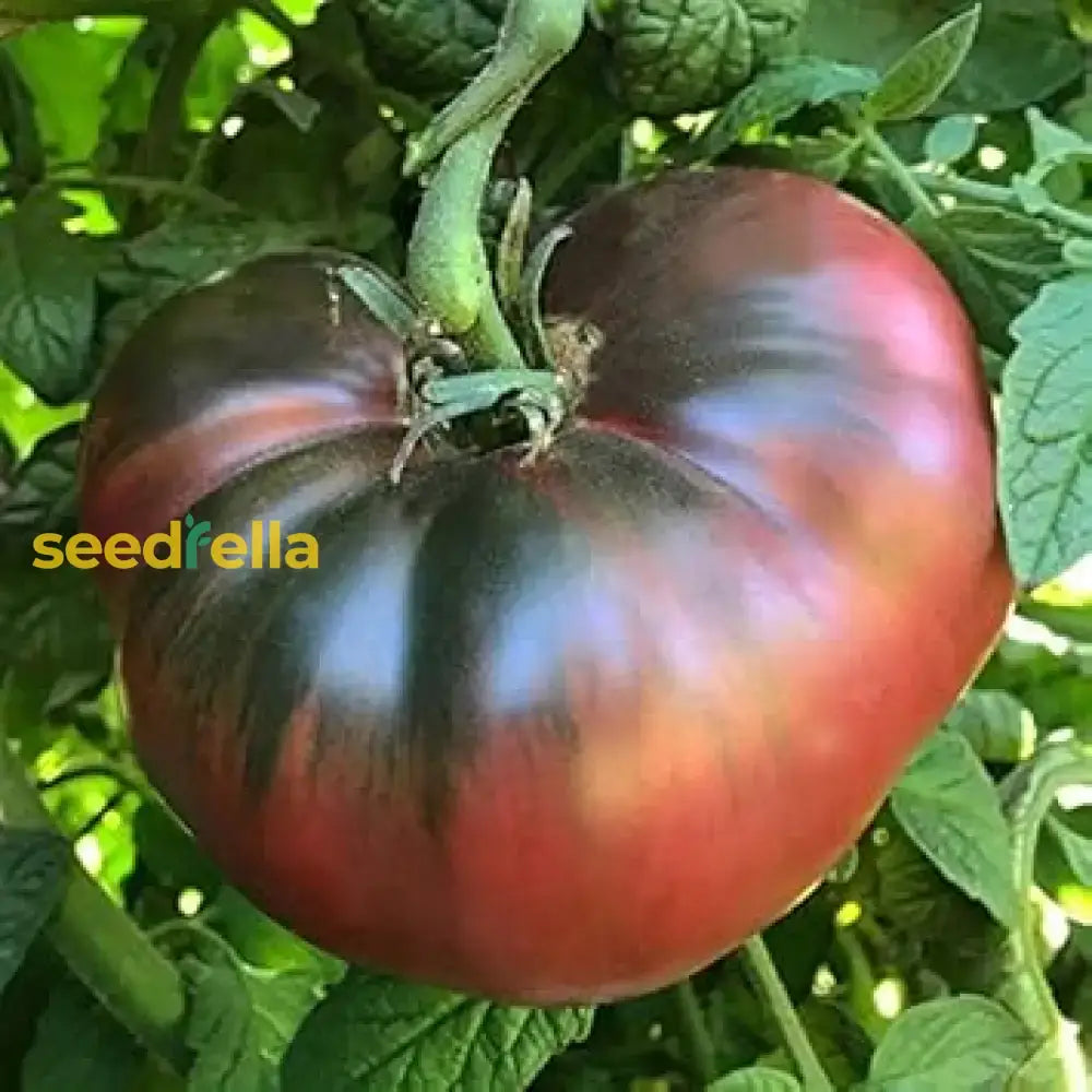 Black Brown Tomato Seeds For Planting Vegetable Seeds