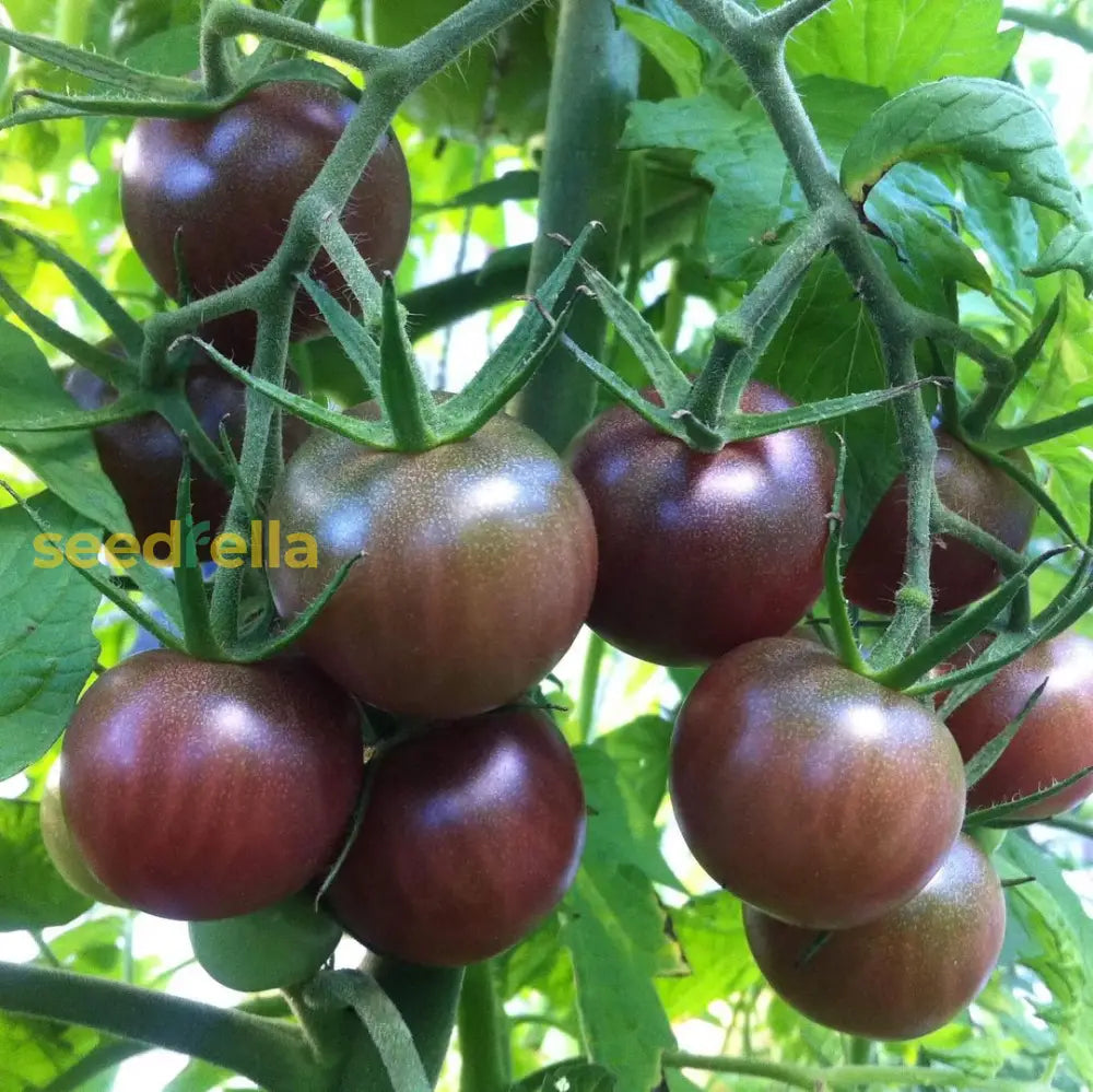 Black Brown tomato seeds with high germination for planting