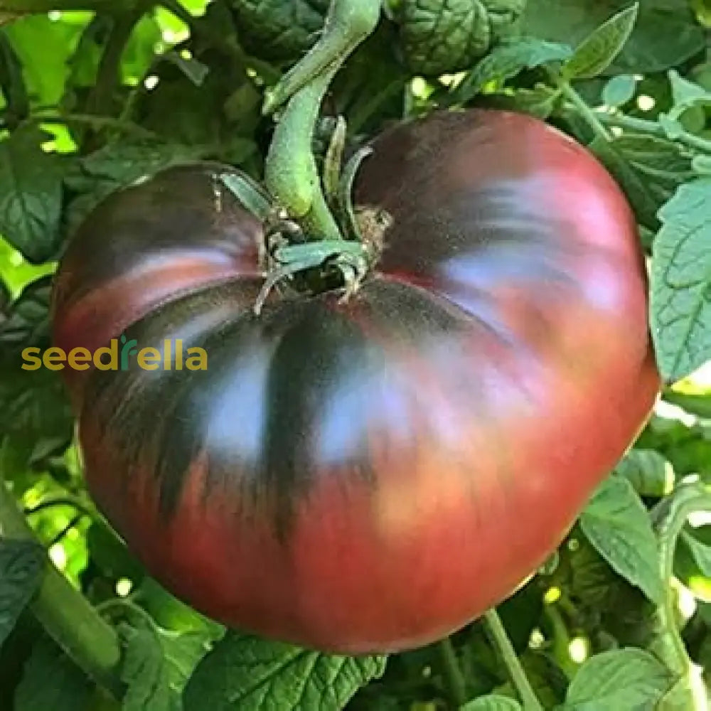 Black Brown tomato seeds ideal for home gardens