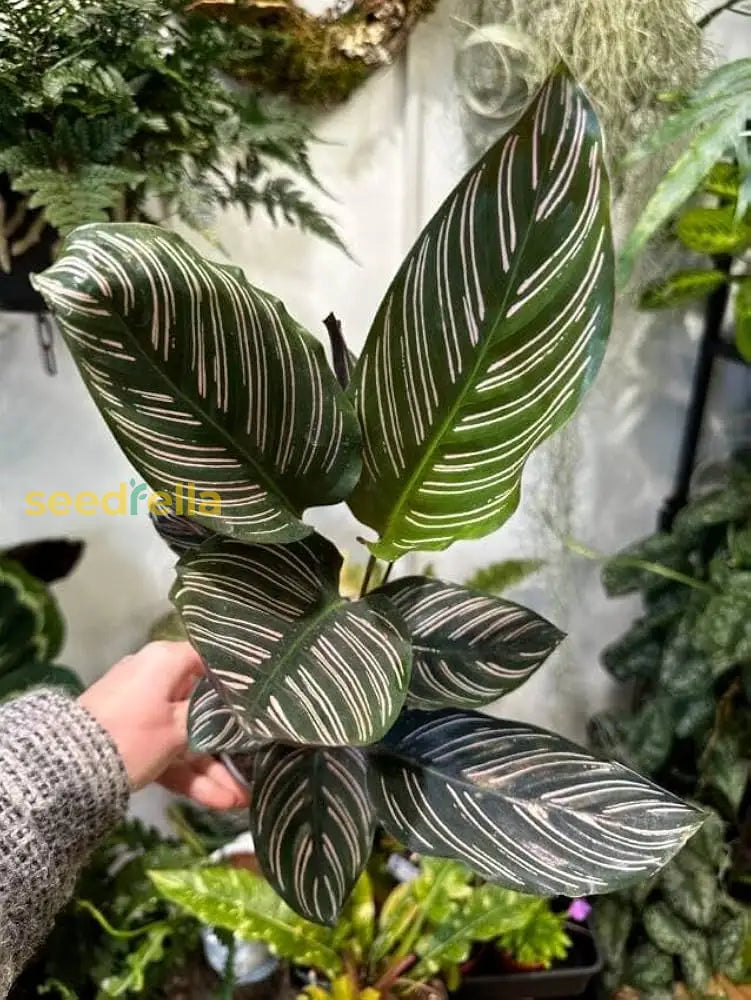 Black Calathea Plant Seeds For Planting | Exotic Indoor Garden