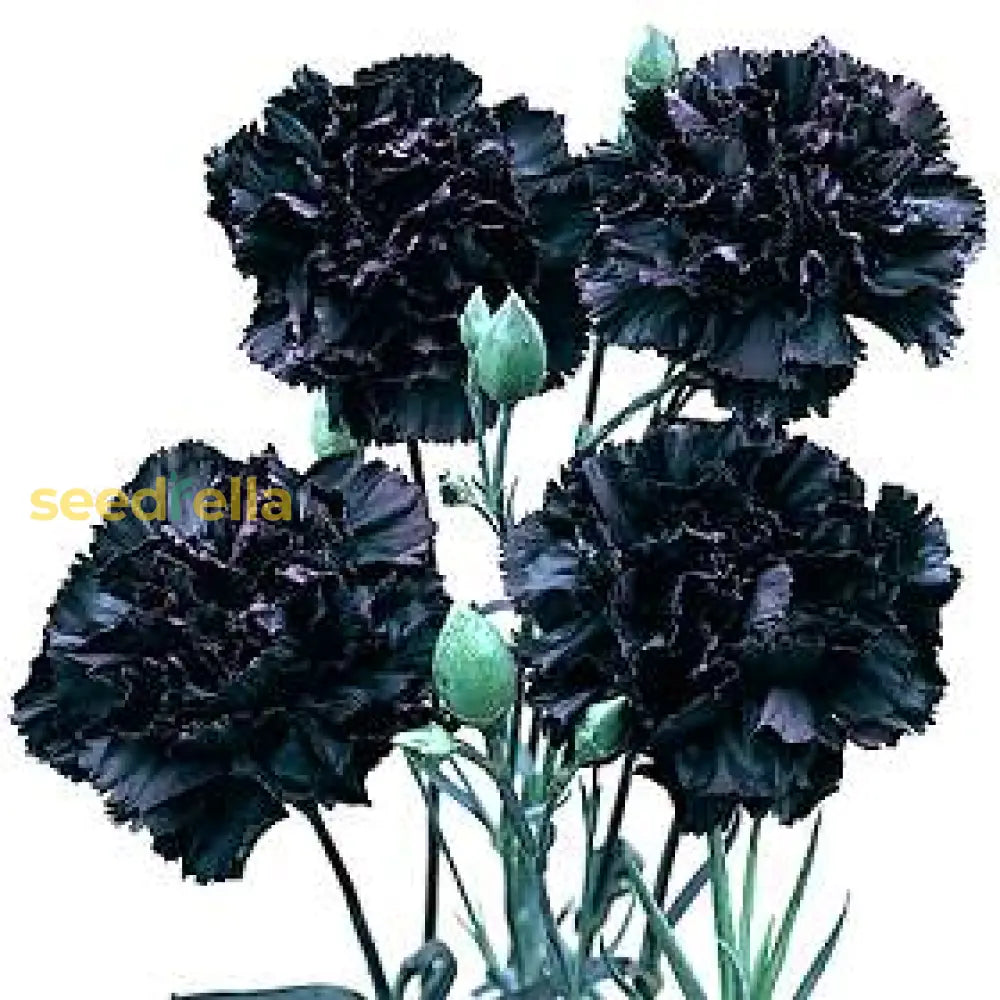 Black Carnation Seeds For Planting Flower