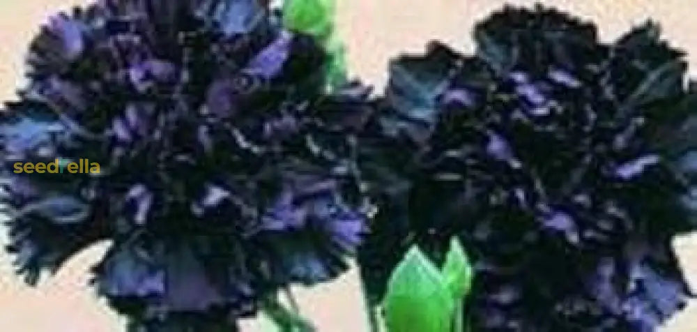 Black Carnation Seeds For Planting Flower