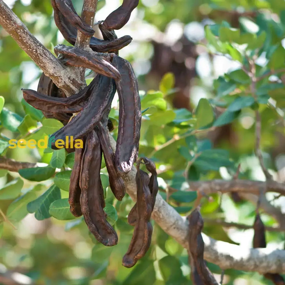 Black Carob Tree Seeds For Planting Fruit