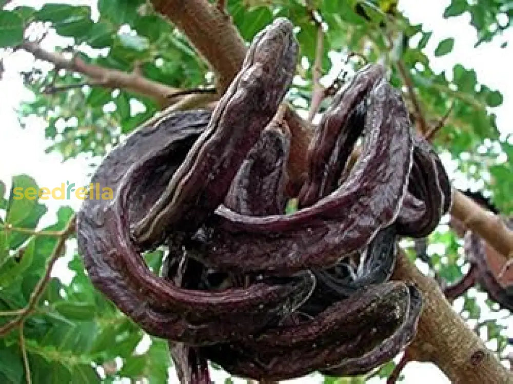Black Carob Tree Seeds for Planting Non-GMO