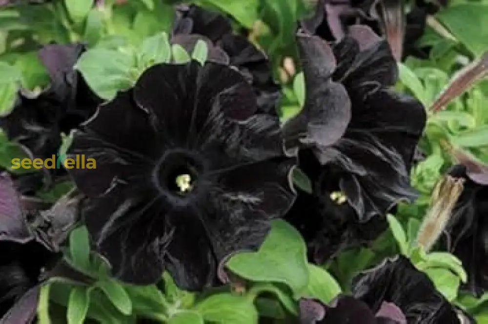 Black Cat Petunia Seeds For Planting Flower