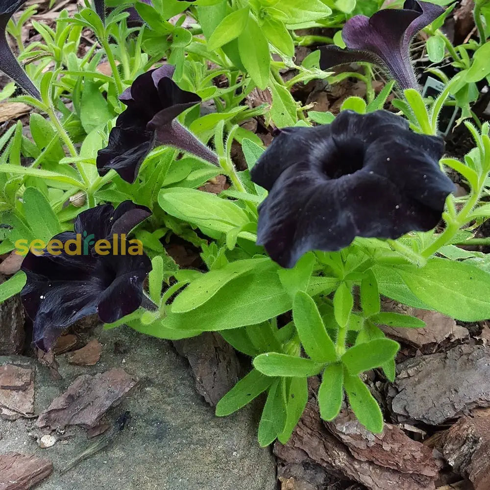 Black Cat Petunia Seeds For Planting Flower