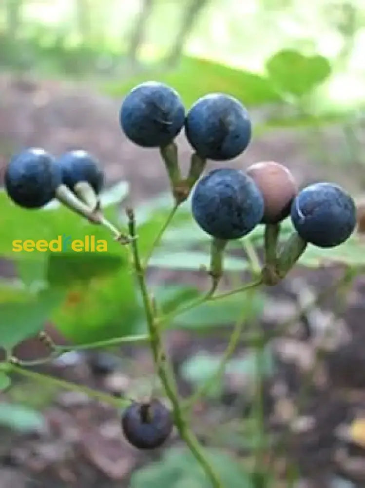 Black Caulophyllum Seeds For Planting Fruit