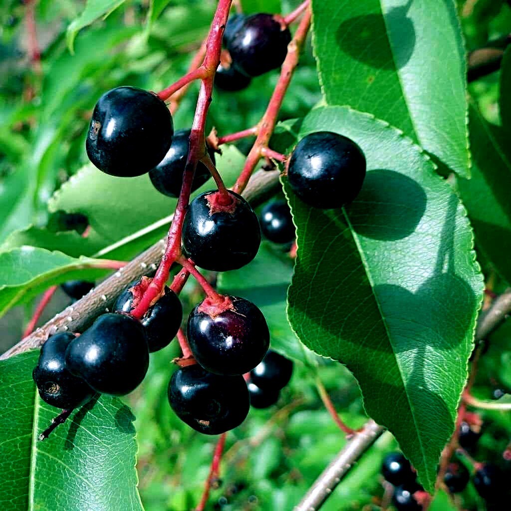 Ripe dark black cherries growing on a Prunus serotina branch