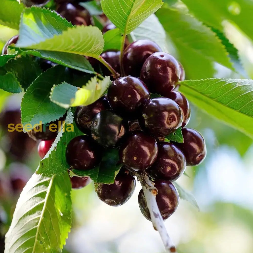 Black Cherry Seeds Prunus Serotina Medium To Large Deciduous Tree Fragrant White Flowers Attract