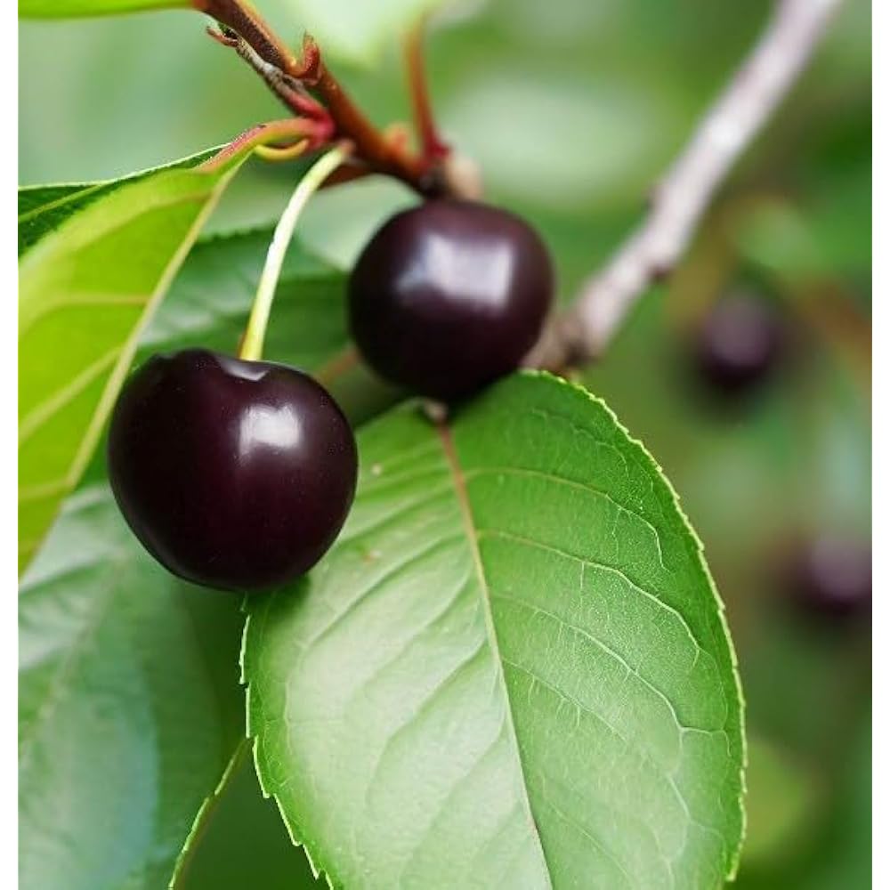 Black Cherry Tree Growing in Garden, Healthy Tree with Blossoms and Ripening Cherries
