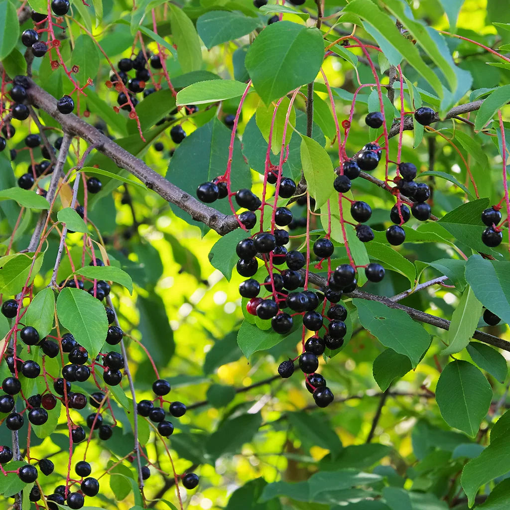 Step-by-Step Guide for Planting Black Cherry Tree Seeds in Your Garden
