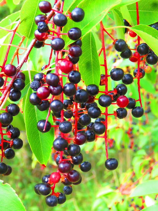 Black Cherry Tree (Prunus serotina) seeds for planting