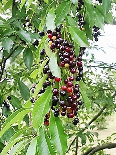 Fragrant white flowers of the Black Cherry tree in spring