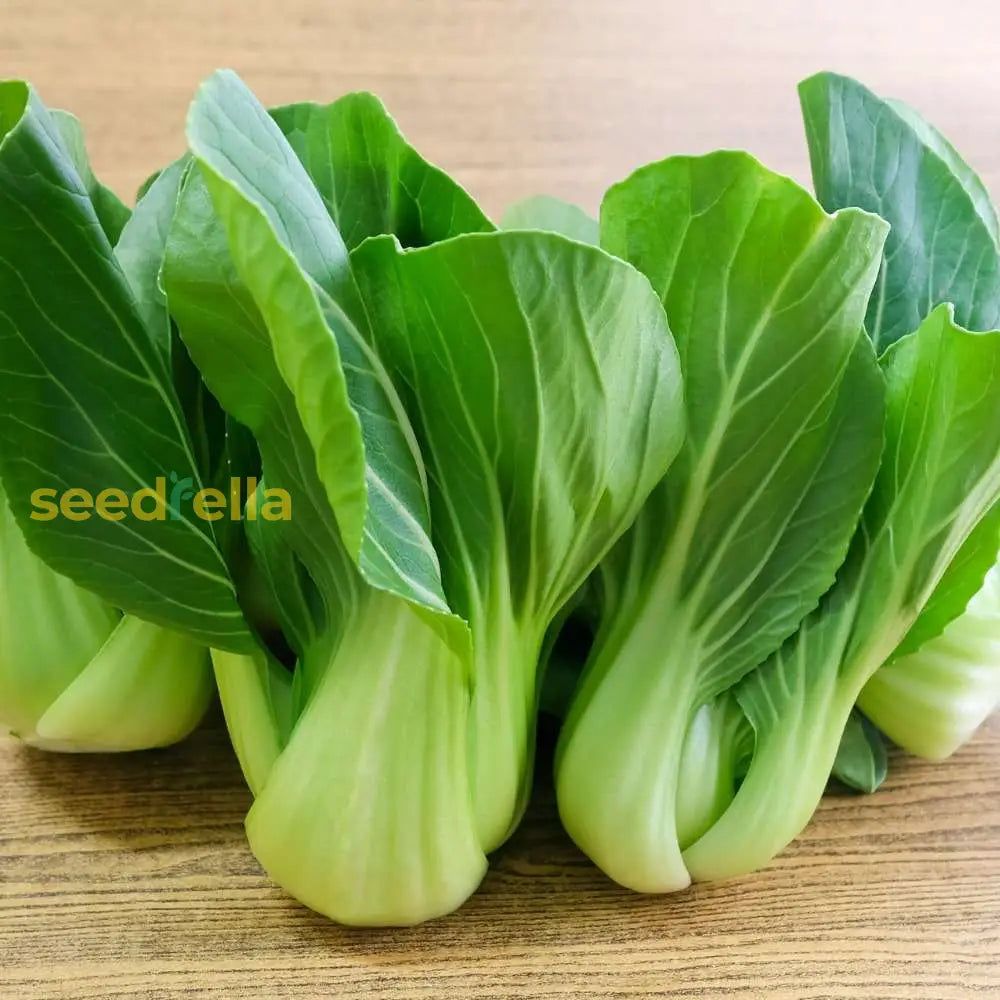 Black Choi Bok Choy Planting Seeds Vegetable Seeds