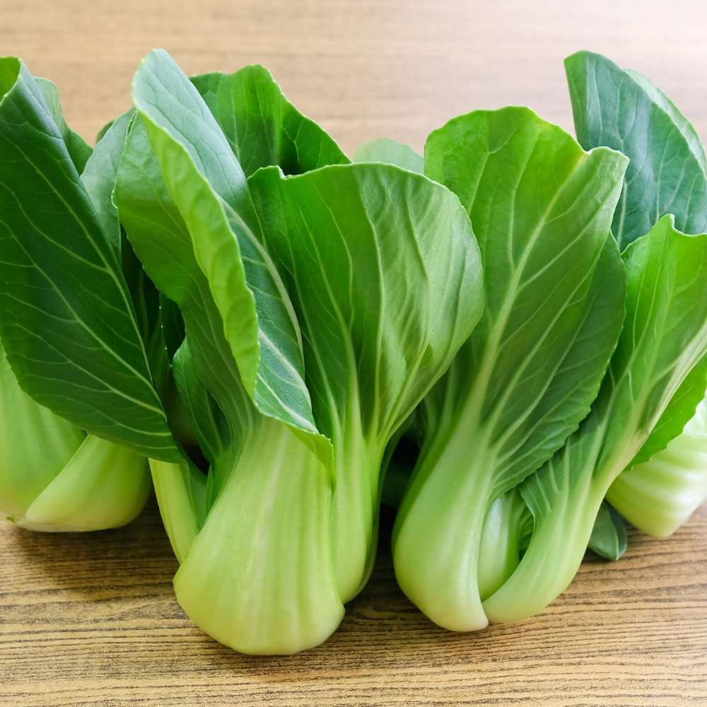 Black Choi bok choy plants grown from seeds