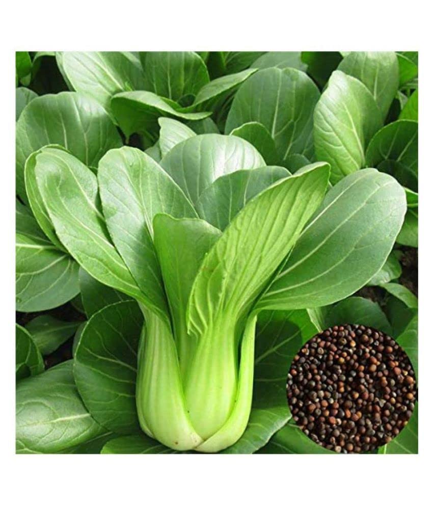 Non GMO Black Choi bok choy seeds for planting