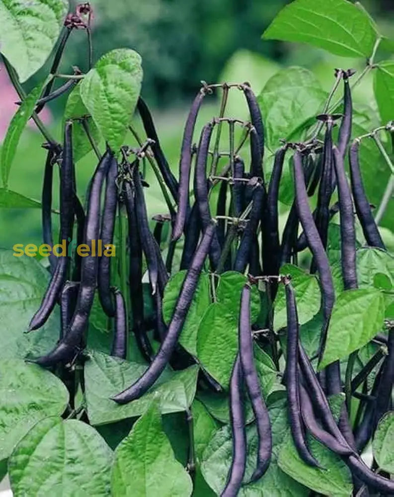 Black Coco Bean Seeds For Planting Vegetable Seeds