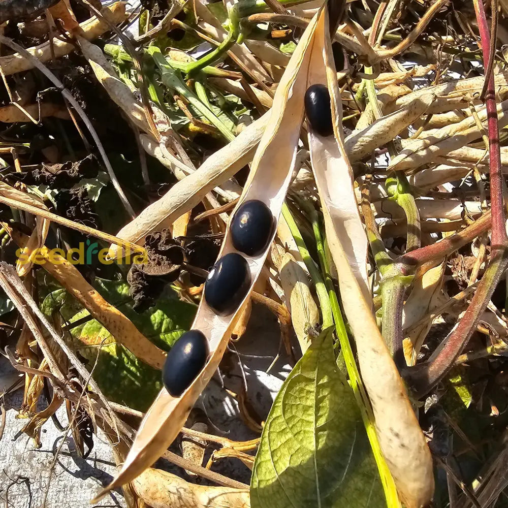 Black Coco Bean seeds for planting non GMO