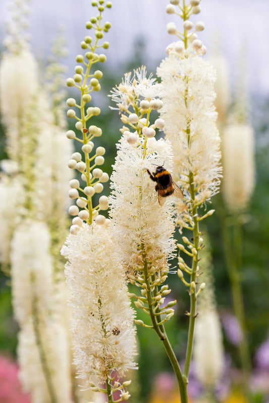 Black Cohosh seeds Actaea racemosa for shade gardens