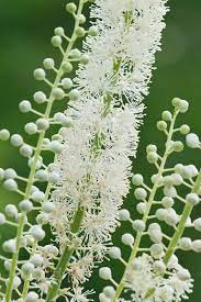 Black Cohosh white flower spike seeds