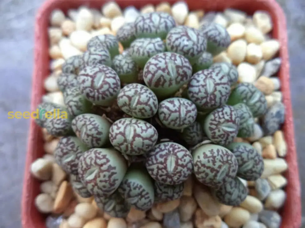 Black Conophytum Seeds - Easy Planting Plant Seeds