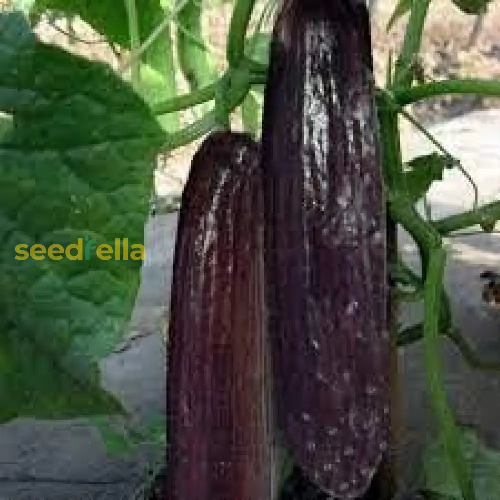 Black Cucumber Vegetable Planting Seeds  Perfect For Your Garden Seeds