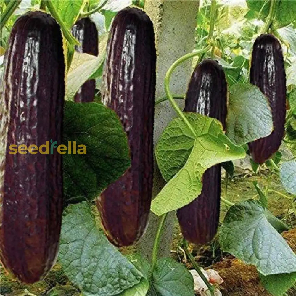 Black Cucumber Vegetable Planting Seeds  Perfect For Your Garden Seeds