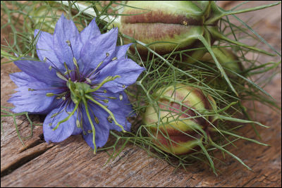 Black Cumin annual white flowers grown in borders from seeds